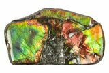 Iridescent Ammolite (Fossil Ammonite Shell) - Rainbow Colored #275100-1